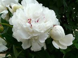 Paeonia Lactiflora Festiva Maxima Edel Pfingstrose Stauden Pfingstrosen Fur Den Schnitt Geeigente Pfingstrosen Pfingstrosen Pflanzen Stauden