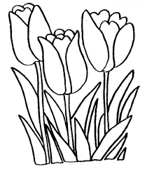 Yes, the netherlands does have a lot of parks and varieties of flowers from the country of windmills. Free Printable Tulip Coloring Pages For Kids
