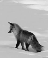 Fox Gif Tumblr Animals Black And White Fox Animals