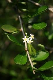 Image result for Gymnosporia maranguensis