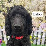 Dog Basic Training Class