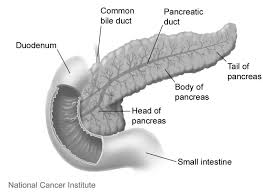 Pancreatic cancer is especially aggressive and its location makes it easy for it to spread into adjacent structures how soon will you be enrolling patients in the precision promise program and would she be a my husband had whipple for pancreatic cancer in april 2008 it gave him the chance of a full. Pancreatic Cancer Lab Tests Online