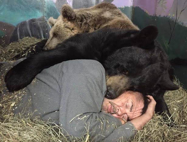 Would you hug a 100 stone bear? Incredible pictures of couple who live with 9ft tall Kodiak Jimbo - The Mirror