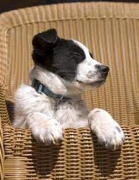 Pin On Love Dogs