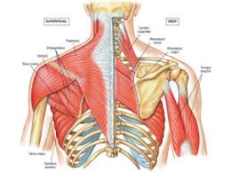 Rib cage pain can be have several possible causes. Shoulder Pain And Rib Cage Position