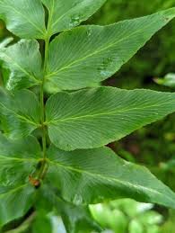 Image result for Anemiaceae