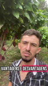 Cacau Casca Fina Rugoso