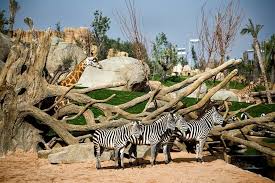 Bioparc Valencia Zoo Animalier Mon Zoo