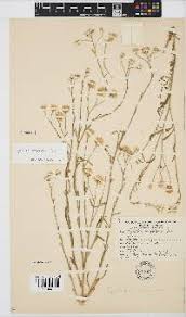 Image result for Pegolettia senegalensis