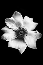 Trova e scarica risorse grafiche gratuite per png. 160 Idee Su Fiori In Bianco E Nero Bianco E Nero Fiori Bianco
