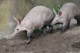 Aardvarks ile ilgili görsel sonucu