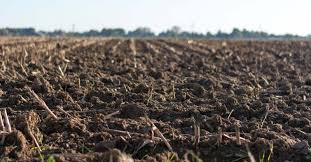 Quick and easy method for growing the san pedro cactus from seeds, without sterilizing the soil. How To Sterilize Soil To Beat Back Bugs And Diseases