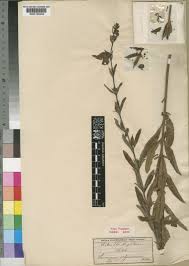 Image result for Sesamum calycinum