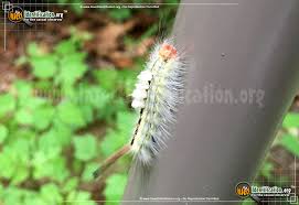 white marked tussock moth