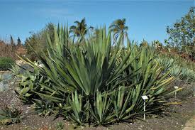 Image result for Agave sisalana