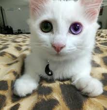 Beautiful Black Cat With Purple Eyes Beautiful Eyes Cute Animals Funny Animals Beautiful Cats