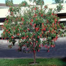 Image result for Jatropha campestris