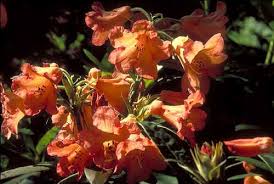 Fabia Tangerine Light Orange Rhododendron Plant Rhododendron Plants