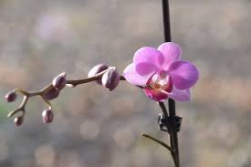 Maybe you would like to learn more about one of these? Basic Orchid Care How To Fix A Broken Orchid Stem Dengarden