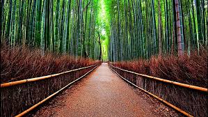 HD wallpaper: bamboo, arashiyama, forest, kyoto, the way forward, direction | Wallpaper Flare