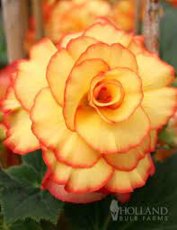 Diva In Bloom Potted Bulb Garden Holland Bulb Farms Mg1107 Rare Flowers Bulb Flowers Flowers