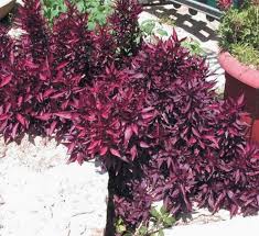 Image result for Iresine lindenii