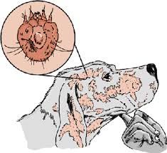 Demodex mites eat the cells of the human hair follicle and reproduce. Mite Infestation Mange Acariasis Scabies In Dogs Dog Owners Merck Veterinary Manual