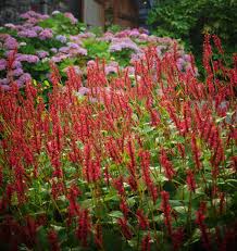 Image result for Persicaria