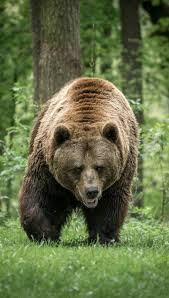 Bear In The Woods Animals Wild Big Animals Animals Beautiful