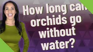 About three to five days, if you're in average shape and not physically exerting yourself. How Long Can Orchids Go Without Water Youtube