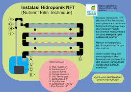 Aneka Teknik Hidroponik Yang Harus Anda Ketahui Urban Hidroponik