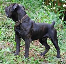 Pin By A C On Boerboel And Misc Dog Stuff I Like Dog Breeds Mastiff Breeds South African Mastiff
