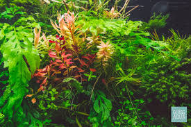 Image result for Nesaea aspera