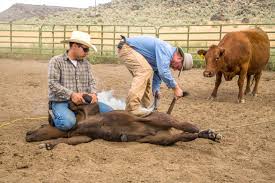 The most common cattle branding iron material is metal. Montana Ranch Properties History And Facts On Branding Livestock In Montana
