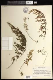 Image result for Hymenophyllum splendidum