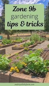 Below is a list of planting guides for zone 9b. Zone 9b Vegetable Gardening Tips Spring Vegetable Garden Vegetable Planting Guide Garden Layout Vegetable