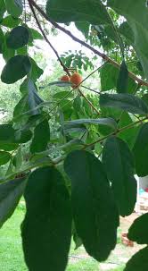 Image result for Zanha africana