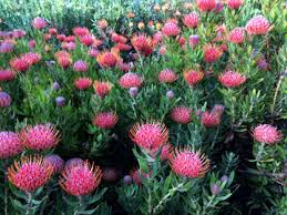 Image result for Leucospermum