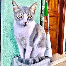Kedi On Twitter Beklentiler Daima Uzer