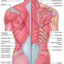 Major muscles back muscles shoulder muscles supraspinatus muscle back workout routine sternocleidomastoid muscle muscle diagram body diagram latissimus dorsi. Origin And Insertion Of Back Muscles Download Scientific Diagram