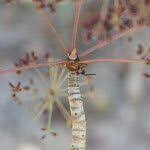 Image result for Steganotaenia