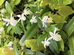 Partial shade is good for many flowering shrubs that will produce more blooms with a little sun. Part Sun Full Shade What Do They Mean Chicago Tribune