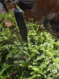 Image result for Macrotyloma rupestre × densiflo