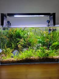 Image result for Bolbitis