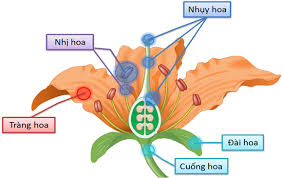 Cung cấp chất dinh dưỡng cho sự phát triển của phôi và thời kì đầu của cá thể mớicung cấp chất dinh dưỡng cho sự phát triển của phôi và thời kì đầu của cá thể mới Ly Thuyáº¿t Sinh11 Loga Vn Bai 42 Sinh Sáº£n Há»¯u Tinh á»Ÿ Thá»±c Váº­t