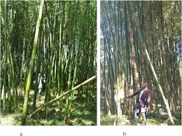 Image result for Oldeania alpina