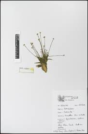 Image result for Eriocaulon truncatum