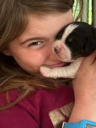 Taylor's Springer Spaniels...