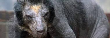 Check spelling or type a new query. Here Are 16 Hairless Animals In Case You Were Curious