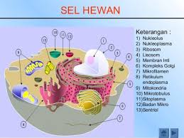 Gambar sel hewan dan sel tumbuhan beserta fungsinya. Pengertian Sel Hewan Beserta Struktur Gambar Dan Fungsinya Lengkap Balubu